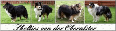 Oberalstershelties